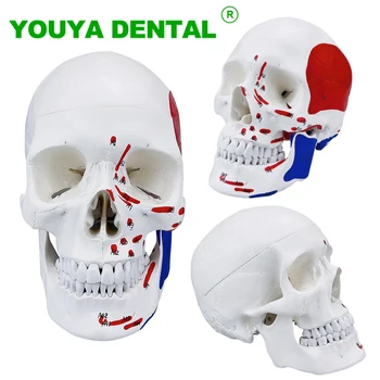 Анатомическая модель черепа, Анатомическая Анатомия, Медицинский скелет, модель головы, Стоматологические принадлежности, Стоматологическое оборудование